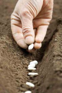 Seeds of Time: Why Heirlooms Matter Image